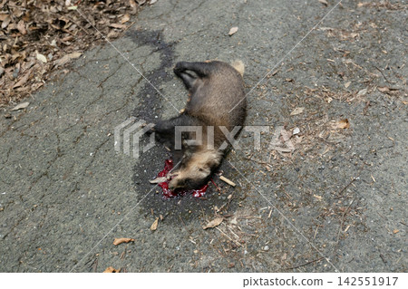 Carcass of a Japanese badger found in a traffic accident; a pest animal characterized by its long, five-toed claws. Carcass of a Japanese badger found in a traffic accident; a pest animal characterized by its long, five-toed claws. 142551917
