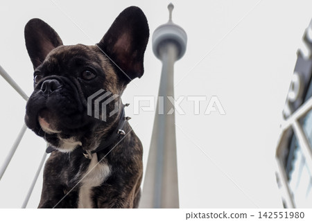 法國牛頭犬 仰視 仰望 142551980