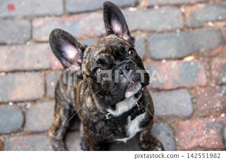 french bulldog, wall, walls 142551982