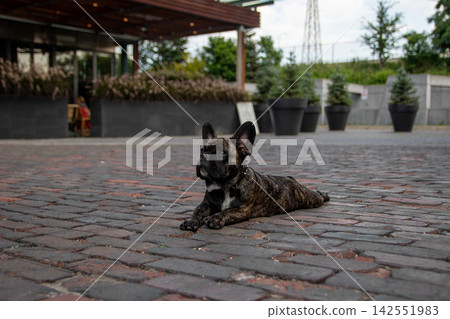 法國牛頭犬 庭院 伸開四肢躺 142551983