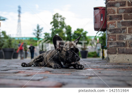 french bulldog, pet, pets 142551984