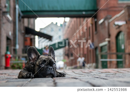 french bulldog, dog, dogs 142551986