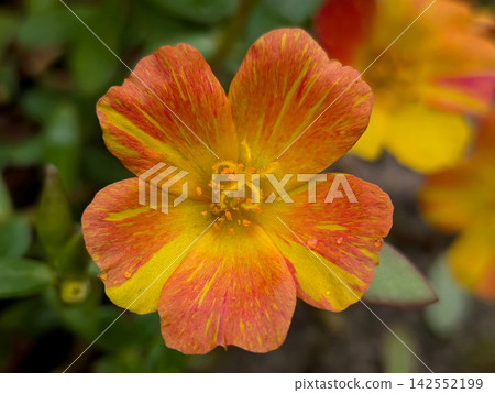 馬齒莧的花朵呈現鮮豔的紅色和黃色。 馬齒莧的花朵呈現鮮豔的紅色和黃色。 142552199