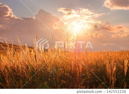 秋日黃昏,蒲葦草地 秋日黃昏,蒲葦草地 142552238