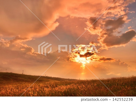 秋日黃昏,蒲葦草地 秋日黃昏,蒲葦草地 142552239