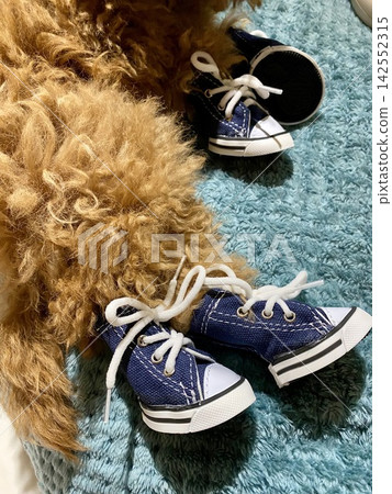 Toy poodle wearing tiny blue sneakers while resting on soft blanket indoors Toy poodle wearing tiny blue sneakers while resting on soft blanket indoors 142552315