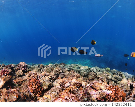 Fish swimming gracefully in the sea off Cape Maeda, Onna Village, Okinawa Prefecture Fish swimming gracefully in the sea off Cape Maeda, Onna Village, Okinawa Prefecture 142552411