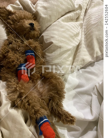 Sleeping toy poodle wearing colorful socks on soft bed in cozy indoor evening atmosphere. Sleeping toy poodle wearing colorful socks on soft bed in cozy indoor evening atmosphere. 142552684