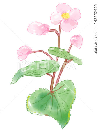 A hand-painted watercolor illustration of blooming begonia flowers. A hand-painted watercolor illustration of blooming begonia flowers. 142552696