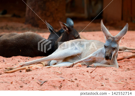 Kangaroos Resting on Red Sand Ground, Lying Down Together Kangaroos Resting on Red Sand Ground, Lying Down Together 142552714