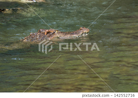 Crocodile Swimming with Head Above Green River Water, Side View Crocodile Swimming with Head Above Green River Water, Side View 142552716