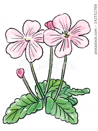 Hand-drawn line art and watercolor illustration of blooming geranium flowers Hand-drawn line art and watercolor illustration of blooming geranium flowers 142552769
