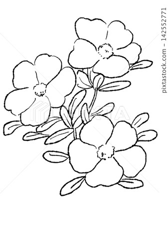 A hand-drawn line art illustration of blooming portulaca flowers. A hand-drawn line art illustration of blooming portulaca flowers. 142552771