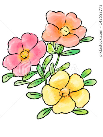 Hand-drawn line art and watercolor illustrations of blooming portulaca flowers Hand-drawn line art and watercolor illustrations of blooming portulaca flowers 142552772