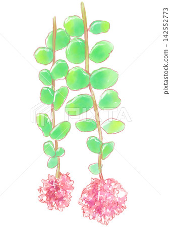 A hand-painted watercolor illustration of blooming Sedum flowers. A hand-painted watercolor illustration of blooming Sedum flowers. 142552773