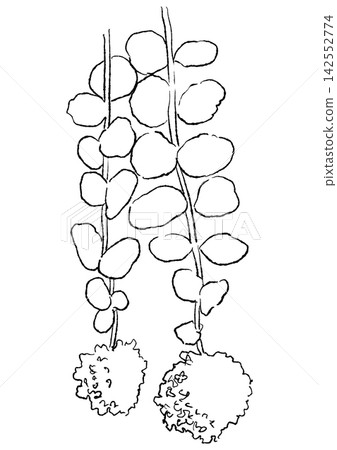A hand-drawn line art illustration of blooming Sedum flowers. A hand-drawn line art illustration of blooming Sedum flowers. 142552774