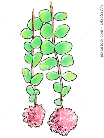 Hand-drawn line art and watercolor illustration of blooming Sedum flowers Hand-drawn line art and watercolor illustration of blooming Sedum flowers 142552775