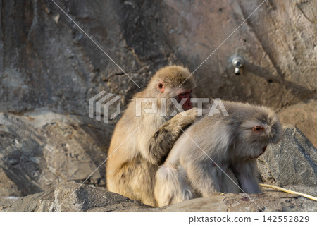 Ueno Zoo Japanese monkeys Ueno Zoo Japanese monkeys 142552829