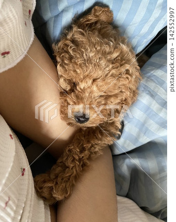 toy poodle, puppy, dog 142552997