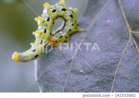 Sawfly ② Sawfly ② 142553002