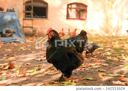 Black Cochin hen walks an autumn poultry yard near henhouse Black Cochin hen walks an autumn poultry yard near henhouse 142553024