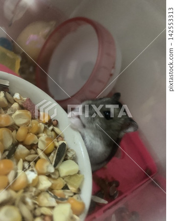 倉鼠吃米飯 倉鼠吃米飯 142553313