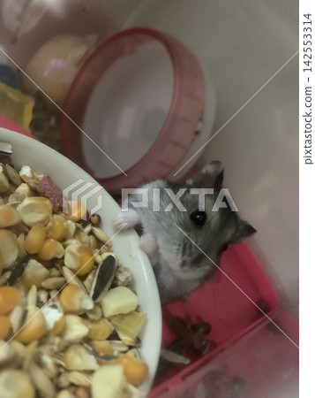 倉鼠吃米飯 倉鼠吃米飯 142553314