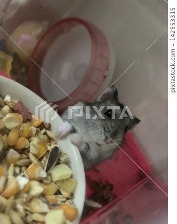 倉鼠吃米飯 倉鼠吃米飯 142553315