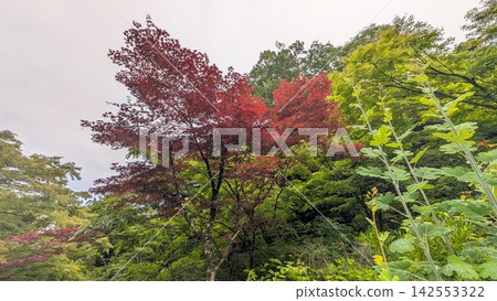紅色的楓葉在綠色的森林中格外醒目。 紅色的楓葉在綠色的森林中格外醒目。 142553322