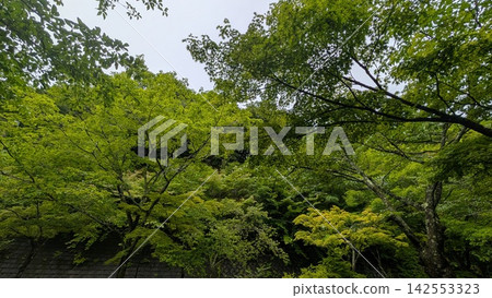 初夏時節,森林被鬱鬱蔥蔥的樹冠覆蓋。 初夏時節,森林被鬱鬱蔥蔥的樹冠覆蓋。 142553323