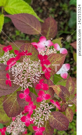 繡球花變成了紅色和粉紅色。 142553324