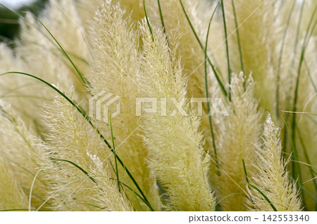 Pampasgrass Pampasgrass 142553340