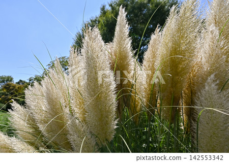 Pampasgrass Pampasgrass 142553342