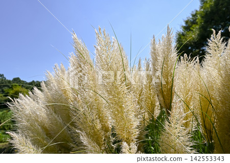 Pampasgrass Pampasgrass 142553343