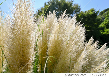 Pampasgrass Pampasgrass 142553344