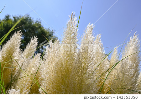 Pampasgrass Pampasgrass 142553350