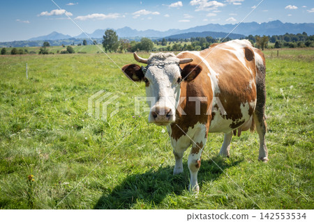 A dairy cow in a meadow and a panorama of the Tatra Mountains A dairy cow in a meadow and a panorama of the Tatra Mountains 142553534