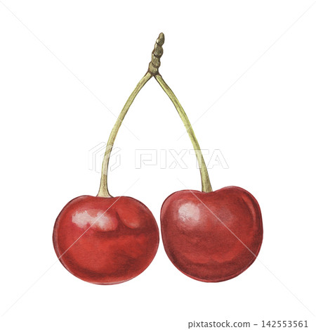 Cherries with stems. Hand-painted watercolor illustration isolated on white for food packaging, branding, labels, logo, recipes, cookbooks, desserts, beverages, cosmetic, stationery, print design Cherries with stems. Hand-painted watercolor illustration isolated on white for food packaging, branding, labels, logo, recipes, cookbooks, desserts, beverages, cosmetic, stationery, print design 142553561