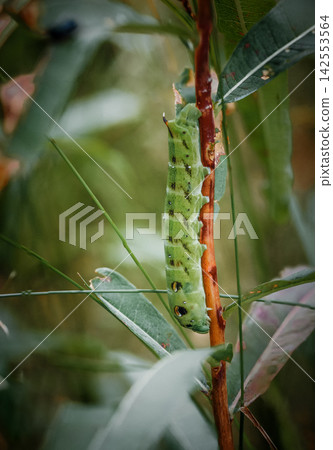 Green caterpillar on a plant stem Green caterpillar on a plant stem 142553564