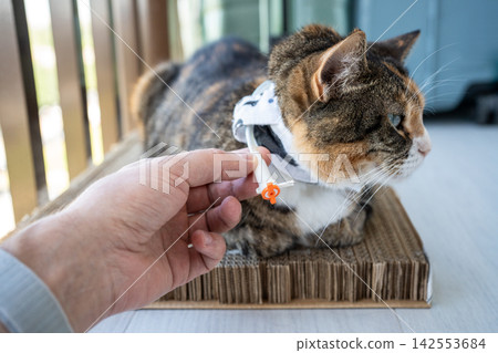 Pet owner showing cat esophagostomy tube for syringe feeding and medication after vet discharge. 142553684