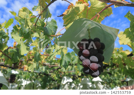 ★Fruit Image★ Pione Grapes ★Fruit Image★ Pione Grapes 142553759