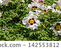 Peony White Tree Peonies Bush with Pink Flowers 142553812