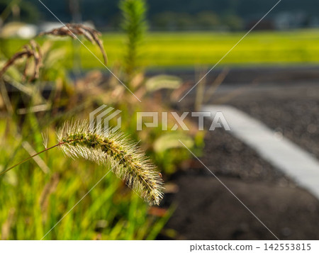 A summer twilight with foxtail grass shining in the setting sun. A summer twilight with foxtail grass shining in the setting sun. 142553815