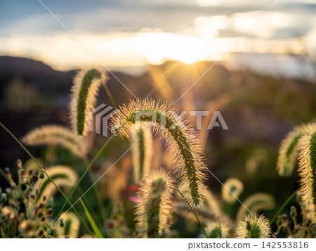 夏日黃昏,夕陽西下,狐尾草閃閃發光。 夏日黃昏,夕陽西下,狐尾草閃閃發光。 142553816