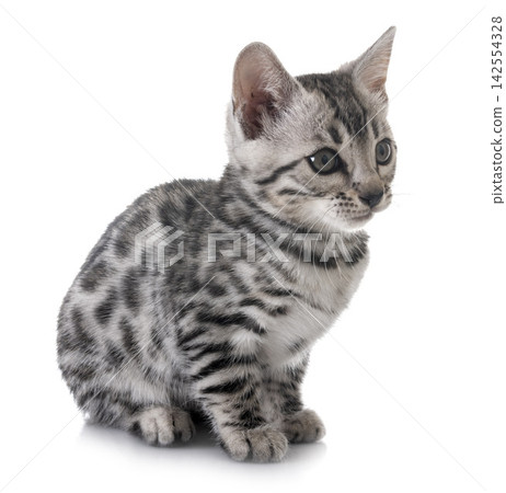 bengal kitten in studio bengal kitten in studio 142554328