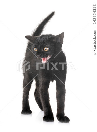 black kitten in studio black kitten in studio 142554338