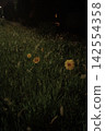 Poppies that bloom at night 142554358