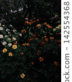 the only flower in the world 142554368