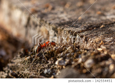 Red Wood Ant walking on wooden log closeup Red Wood Ant walking on wooden log closeup 142554451