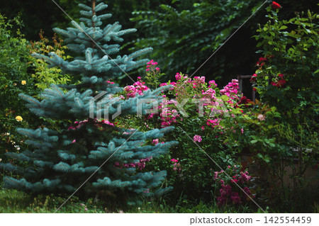 Blue spruce and roses flowers grow in summer secret dark garden Blue spruce and roses flowers grow in summer secret dark garden 142554459